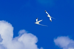 LoveBirds